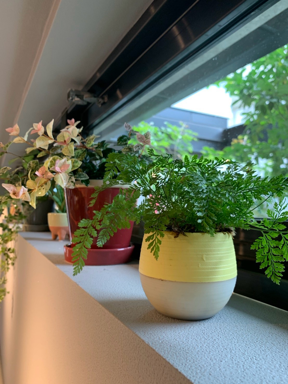 窓辺の鉢植えが並ぶL’escaleの店内